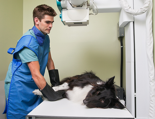 application pet clinic