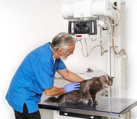Veterinary Clinics